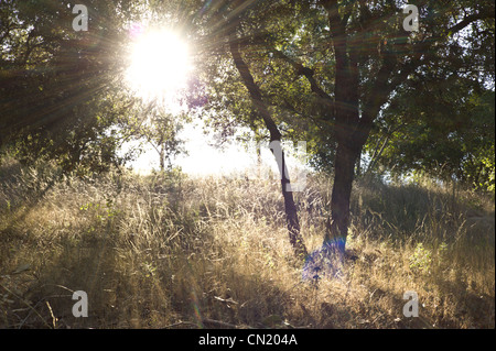 Soleil qui brille à travers les arbres d'un champ herbeux, ouvert Banque D'Images