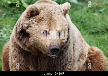 Ours brun - Ursus arctos Banque D'Images