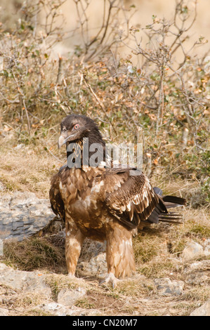 Lagermeier (LIC)) Carrion s'alimenter à une station d'alimentation d'oiseaux nécrophages, Espagne Banque D'Images