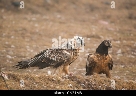 Lagermeier (LIC)) Carrion s'alimenter à une station d'alimentation d'oiseaux nécrophages, Espagne Banque D'Images