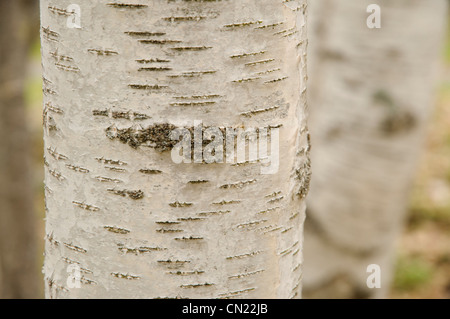 Les lichens qui poussent sur l'écorce des bouleaux (Betula verrucosa), France Banque D'Images