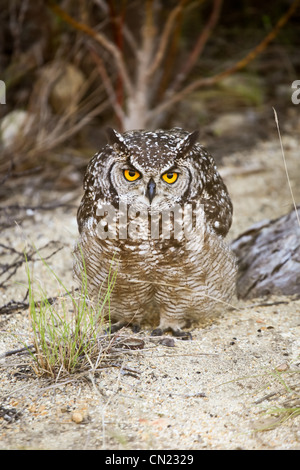 Cape Blanche-owl chouette à Hermanus, près de Cape Town Afrique du Sfrica tôt le matin Banque D'Images