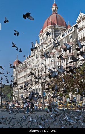 Les pigeons au Taj Mahal Palace Hotel Mumbai Bombay Inde Colaba Banque D'Images