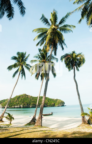 Palmiers sur beach, Koh Samui, Thaïlande Banque D'Images