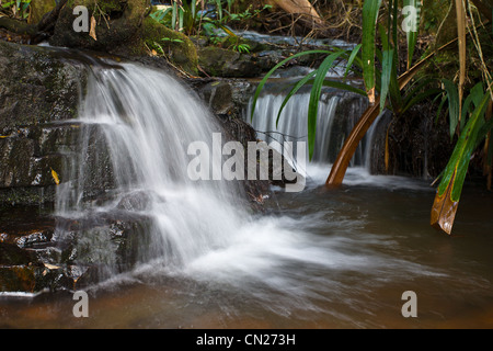 Springbrook NP, QLD. Banque D'Images