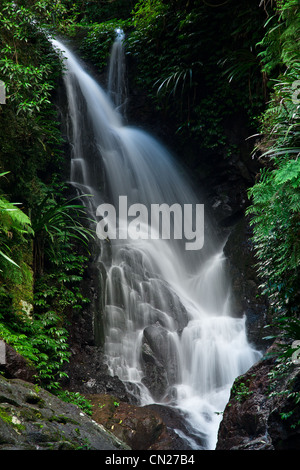 Chutes Elabana, Springbrook NP QLD. Banque D'Images