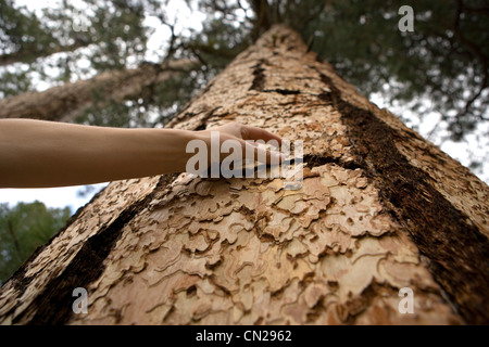 Femme de toucher l'écorce des arbres Banque D'Images