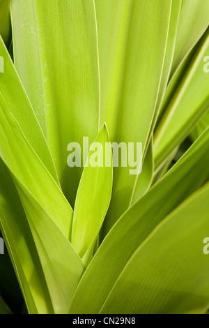 Feuilles vertes, Close up Banque D'Images