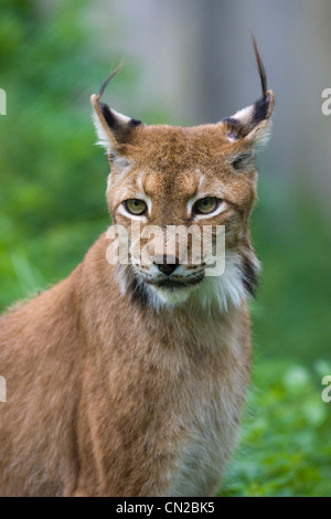 Lynx du Canada ou du Nord - Lynx Felis canadensis - portrait Banque D'Images