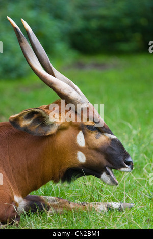 L'antilope Bongo Tragelaphus eurycerus - Banque D'Images