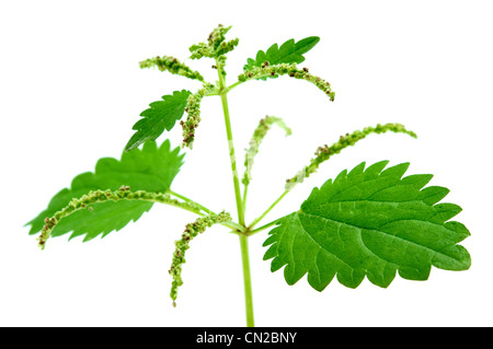 Ortie mâle sur un fond blanc Banque D'Images