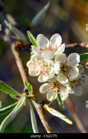 Close Up of les fleurs d'une fleur de poire Banque D'Images