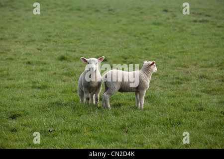 Agneaux bébé dans un champ pendant la saison d'agnelage de Nidderdale, Yorkshire Banque D'Images