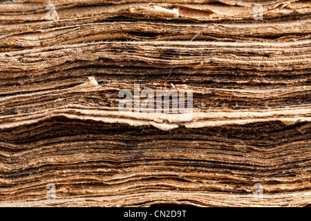 Gros plan sur l'extrême tattered pages d'un livre ancien de 300 ans Banque D'Images