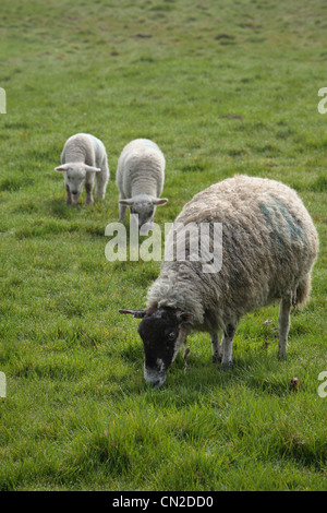 Une brebis et ses agneaux dans un champ dans le Yorkshire, Nidderdale Banque D'Images