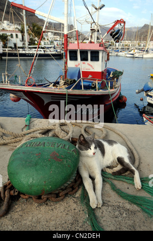 Puerto de Mogán, un chat dormant sur le port, Puerto de Mogan, Grande Canarie, Îles Canaries Banque D'Images