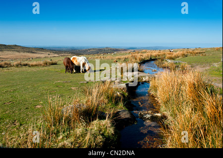 Poneys Dartmoor aux côtés de l'Sortridge Grimstone et moins sur le bord de Dartmoor Wester Devon Banque D'Images