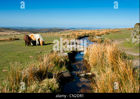 Poneys Dartmoor aux côtés de l'Sortridge Grimstone et moins sur le bord de Dartmoor Wester Devon Banque D'Images