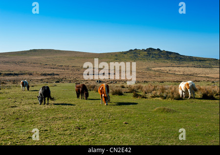 Poneys Dartmoor aux côtés de l'Sortridge Grimstone et moins sur le bord de Dartmoor Wester Devon Banque D'Images