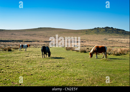 Poneys Dartmoor aux côtés de l'Sortridge Grimstone et moins sur le bord de Dartmoor Wester Devon Banque D'Images