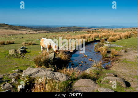 Poneys Dartmoor aux côtés de l'Sortridge Grimstone et moins sur le bord de Dartmoor Wester Devon Banque D'Images