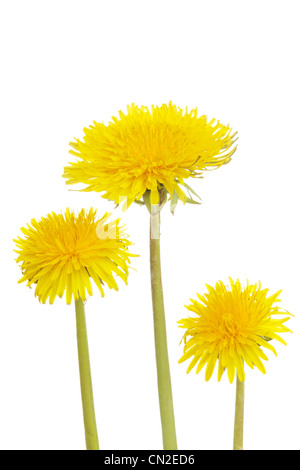 Le pissenlit au printemps sur un fond blanc. Banque D'Images