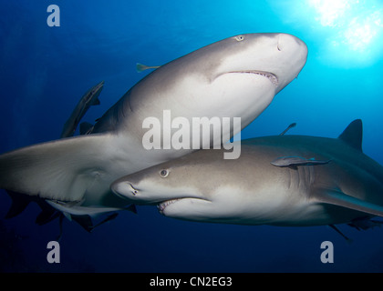 Requins citrons Crossing Banque D'Images