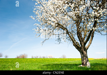 Blossoming cherry tree sur le pré vert au printemps Banque D'Images