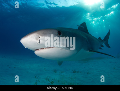 Requin Tigre à Plage du tigre Banque D'Images