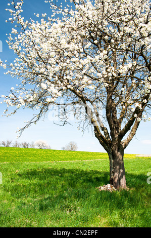 Blossoming cherry tree sur le pré vert au printemps Banque D'Images