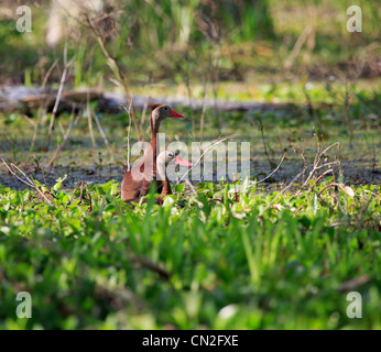 Black-bellied whistling duck, Dendrocygna autumnalis. Une paire de canards de sifflement ou arbre canards dans Lac Martin, en Louisiane. Banque D'Images
