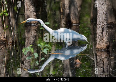 Grande Aigrette Ardea alba, traquant ses proies à Brazos Bend State Park, Texas Banque D'Images