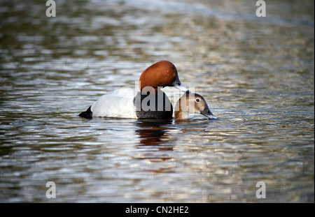 Aythya ferina milouin, paire, l'accouplement sur l'eau, dans le Warwickshire, Mars 2012 Banque D'Images