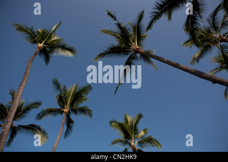 Palmiers contre le ciel bleu clair, low angle Banque D'Images