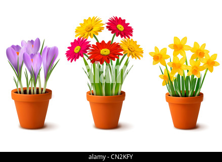 Pots de fleurs colorées du printemps Banque D'Images