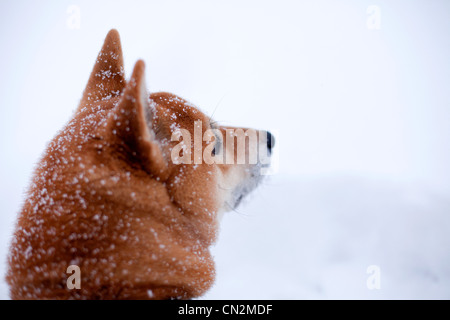 Shiba Inu chien dans la neige, Close up of head Banque D'Images