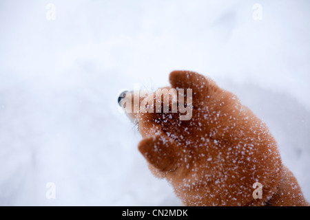 Shiba Inu chien dans la neige, Close up of head Banque D'Images