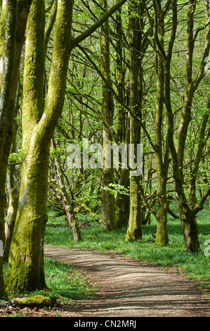 Chemin à travers la scène de la forêt Banque D'Images