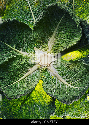 Les feuilles de chou de Savoie Banque D'Images