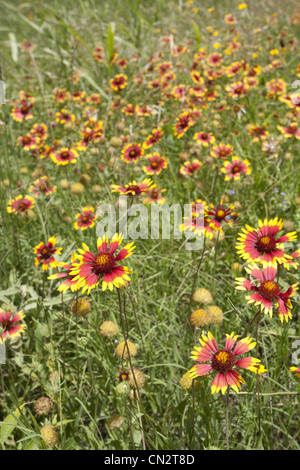Fleurs rouge et jaune dans l'herbe haute, Texas, États-Unis Banque D'Images