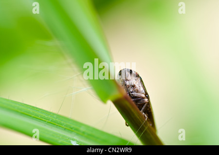 Insectes puceron vert dans la nature ou dans le jardin Banque D'Images