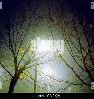 Arbres dans le brouillard pendant la nuit Banque D'Images