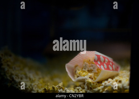 Sac de popcorn Banque D'Images