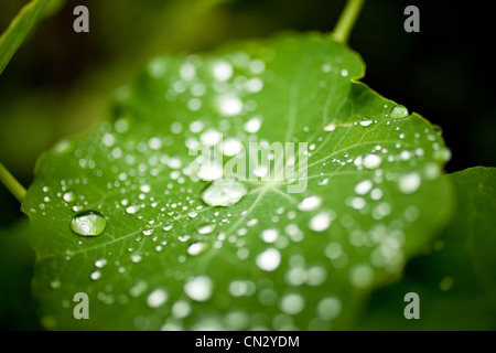 Les gouttelettes d'eau sur les feuilles Banque D'Images