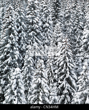 Arbres couverts de neige, Grand Massif, Alpes Banque D'Images