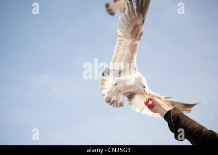 Woman feeding gull Banque D'Images