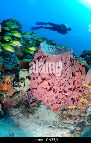 Le Mexique, la mer des Caraïbes, un baril d'une éponge Xestospongia muta) (et un plongeur Banque D'Images