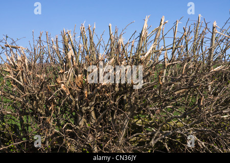 Une haie a récemment réduit au fléau. En photo au début de printemps. Banque D'Images