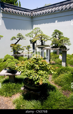 L'Australie, New South Wales, Sydney, bonsai arbres dans le jardin chinois de Sydney Banque D'Images