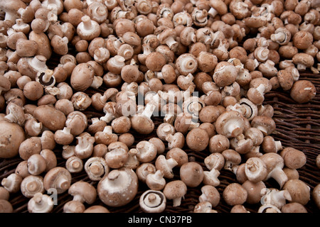 Champignon champignons